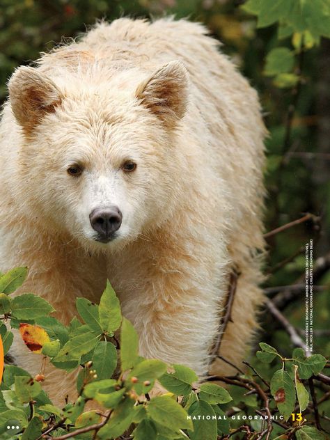 Spirit Bear Bear Fursona, Holds Gently, Touching Spirit Bear, Kermode Bear, Bear Spirit Animal, North American Animals, Spirit Bear, Golden Bear, Bear Photos