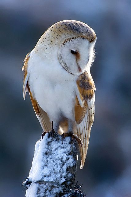 Owl Photography, Barn Owls, Owl Photos, Owl Pictures, Beautiful Owl, Owl Bird, Bird Pictures, Owl Art, Arte Animal