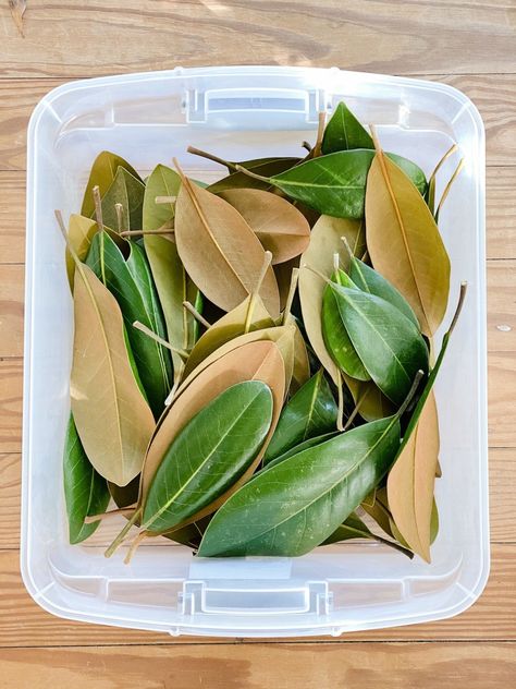 How to Dry Fruit and Preserve Leaves for Christmas Decor - Bless'er House Preserve Magnolia Leaves, How To Dry Fruit, Magnolia Leaves Christmas, Dry Oranges, Magnolia Christmas Decor, Magnolia Leaf Wreath, Box Wood Shrub, Kitchen Wreath, Leaf Projects