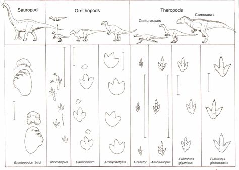 Overview of Dinosaur Tracking  Get the playdoh and the dinosaurs and print this for the kiddos Dinosaur Cut Outs, Dinosaur Wedding Cake, Music Therapy Interventions, Dinosaur Worksheets, Types Of Dinosaurs, Dino Footprint, Dinosaur Species, Dinosaur Wedding, Backing A Quilt