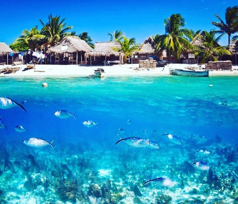 Paraíso tropical!! Cayos Cochinos  Honduras #travel #honduras #cayoscochinos#island #ilha #paraiso #beautiful #fish #water #agua #tripical #peixe #tropical #viajar #viajando #turismo #detudoumpoucoinst #sun #mar #sol #sea #beach #praia #animal #vista #like #like4like #top by detudoumpoucoinst Utila Honduras, Honduras Travel, Roatan Honduras, Central America Travel, Mission Accomplished, Roatan, Underwater Photos, Paradise On Earth, Royal Caribbean