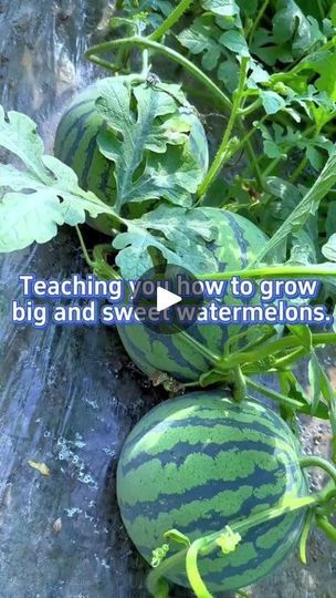 Planting Watermelon, Watermelon Tips, Watermelon Growing, Watermelon Plants, Watermelon Garden, Grow Watermelon, How To Grow Watermelon, Watermelon Plant, Sweet Watermelon