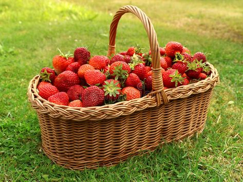 Fresh strawberries in basket. Basket with fresh strawberries. Basket of strawber , #AFFILIATE, #basket, #Basket, #Fresh, #strawberries, #fresh #ad Strawberries In Basket, Basket Of Strawberries, Cottagecore Picnic, Eating Green, Green Grass Background, Red Farmhouse, Grass Background, Farm Lifestyle, Garden Basket