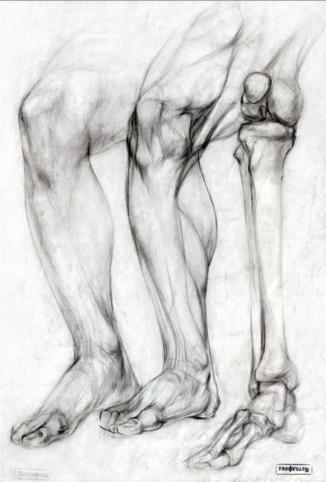 Bone Drawing, Leg Anatomy, Drawing Legs, Human Anatomy Drawing, Human Figure Drawing, Human Anatomy Art, Anatomy Sketches, Anatomy For Artists, Figure Sketching