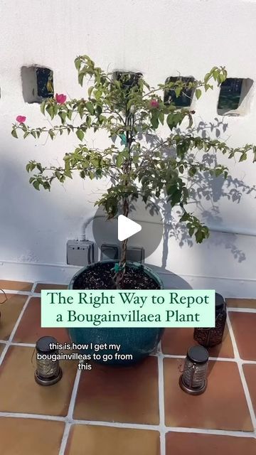 Gardener_Community on Instagram: "The Right Way to Repot a Bougainvillaea Plant

#bougainvillea #flowers #greece #nature #bougainvilleas #garden #flower #plants #flowersofinstagram #gardening #love #bougenville #buganvilla #photography #pink #bugambilia #flowerstagram #bougainville #bougainvillier #naturephotography #travel #primavera #summer #bonsai #flowerpower #bungakertas #landscape #begonvil #bougainvillealovers #flowerphotography" Bugambilia Garden Ideas, Buganvilla Ideas Yards, Bougainvillea Planting Ideas, Bougenville Flowers, Bougainvillea In Pots, Bougainvillea Garden, Bougainvillea Trellis, Bougainvillea Care, Heirloom Garden