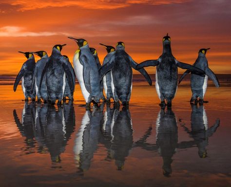 P King, March Of The Penguins, Morning Swim, Swimming World, Golden Sunrise, King Penguin, The Penguins, Happy Stories, Falkland Islands