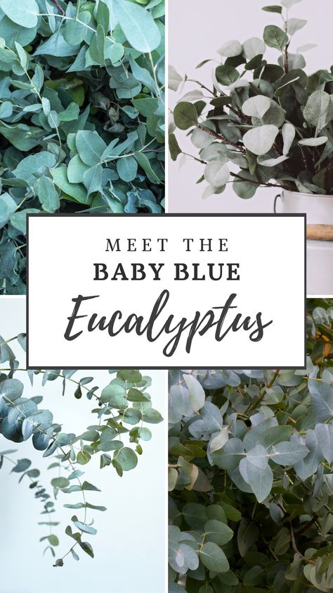 Baby Blue Eucalyptus Plant, Baby Blue Eucalyptus, Blue Eucalyptus, Australian Natives, Garden Inspo, Eucalyptus Tree, Blue Bouquet, Outdoor Pots, Australian Native