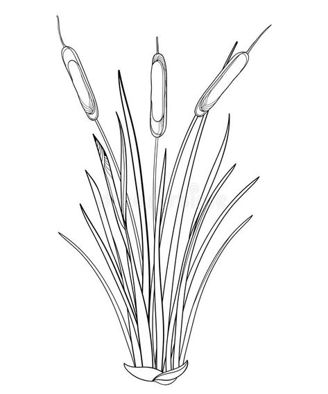 Vector outline Bulrush or reed or cattail or typha bunch with leaves in black isolated on white background. Swamp grass plant. Vector outline Bulrush or reed or royalty free illustration Grass Drawing, Grass Vector, Black White Tattoos, 3d Art Drawing, Folk Art Flowers, Plant Vector, Creature Drawings, Plant Drawing, White Tattoo