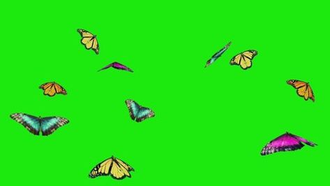 Butterflies Fly Camera On Green Background Stock Footage Video (100% Royalty-free) 1012053353 | Shutterstock Butterflies Flying, Green Background, Green Backgrounds, Video Clip, Stock Footage, Butterflies, Royalty, Royalty Free, Green