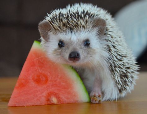 25 Pictures That Show Hedgehogs are the Cutest Landak Mini, Pygmy Hedgehog, Hedgehog Pet, Baby Hedgehog, A Hedgehog, Cute Hedgehog, Baby Animals Funny, Hedgehogs, Cute Creatures