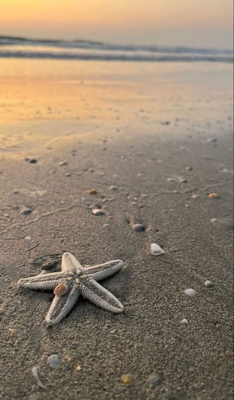 Starfish Astetic, Athstetic Beach Photos, Starfish Aesthetic Wallpaper, Kerang Laut Aesthetic, Sahil Wallpaper, Starfish Aesthetic, Starfish Pictures, Starfish Wallpaper, Beach Wallpaper Iphone