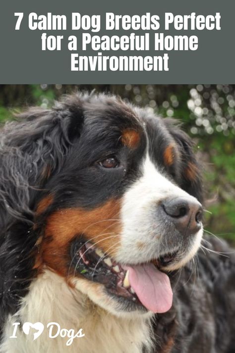 7 Calm Dog Breeds Perfect for a Peaceful Home Environment Calm Dog Breeds, Home Environment, Peaceful Home, Calm Dogs, Most Popular Dog Breeds, Lap Dogs, Types Of Dogs, Popular Dog, Bernese Mountain Dog