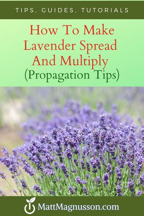 Learn how to easily propagate lavender from cuttings. Save money and grow your own lavender plants from cuttings for garden pots or as part of your garden landscape. Propagate Lavender, Lavender Plant Care, Propagation Tips, How To Propagate Lavender, Best Herbs To Grow, Potted Lavender, Garden Vertical, Home Garden Ideas, Lavender Plants