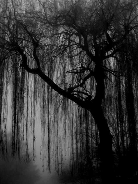 Scary Trees, Creepy Woods, Tree Wallpaper Iphone, Weeping Trees, Weeping Willow Tree, Dark Tree, Water Aesthetic, Wood Backdrop, Black And White Art Drawing