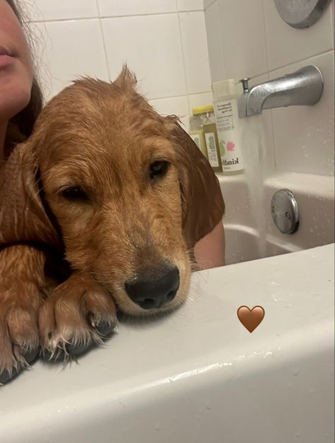 Dog shampoo, dog conditioner, dog bath, golden retriever Dog Shampoo, Dog Mama, Shampoo Conditioner, Shampoo And Conditioner, Golden Retriever, Target, Conditioner, Bath, Dogs