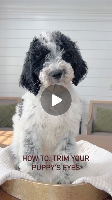 Sherri Gray Smeraglia on Instagram: "Our quick tutorial on how to trim up your pup’s eyes! 🐶 #goldendoodles #howto #grooming #poodles #puppies" How To Trim Labradoodle Face, Diy Poodle Grooming, Golden Doodle Face Grooming, Poodle Grooming Diy, Poodle Face Grooming, Poodles Puppies, Dog Grooming Diy, Goldendoodle Grooming, Face Trimmer