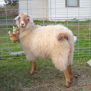 Pygora goats | Seven Trees Farm Sheep Goat Hybrid, Pygora Goats, Fiber Farm, Fiber Animals, Goat Breeds, Petting Farm, Homesteading Ideas, Raising Goats, Farm Plans