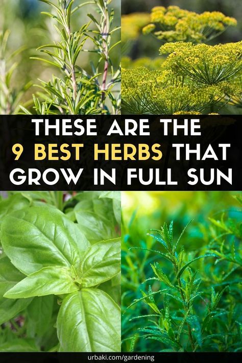 Herbs For Full Sun, How To Grow Thai Basil, Full Sun Herb Garden, Best Herbs To Grow Outdoors, Shade Loving Herbs, Pretty Herb Garden, Mediterranean Herb Garden, Herb Garden On Deck, Planting Herbs Outdoors