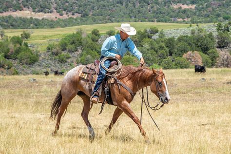 Ranch Riding Exercises, Riding Ideas, Western Horse Riding, Trail Riding Horses, Ranch Horses, Horse Training Exercises, Horse Images, Horseback Riding Tips, Ranch Riding