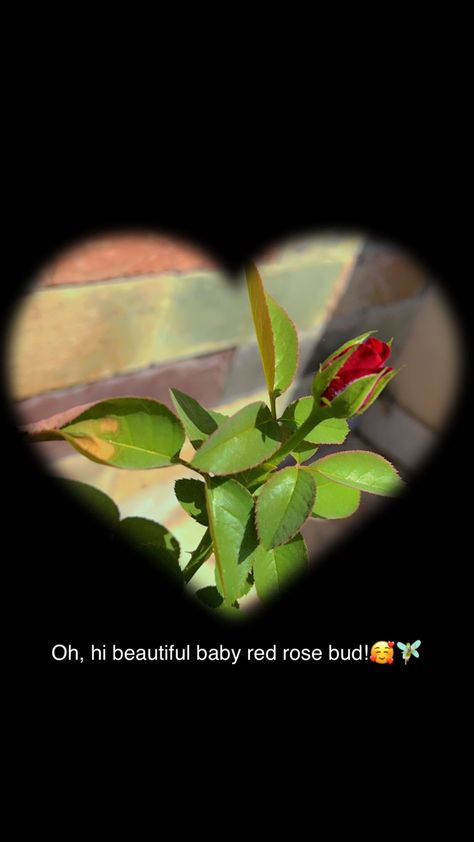 Caption For Rose Pictures, Flower Captions, Nature Photography Quotes, Creative Snaps For Snapchat, Snap Streaks, Funny Snapchat Pictures, Easy Coffee Recipes, Instagram Captions Clever, Snap Streak Ideas Easy