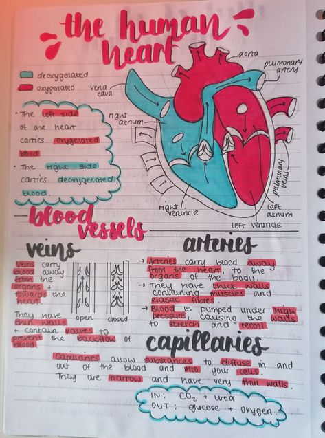 Organisation Biology Notes, Science Notes Reproduction, Biology Revision Gcse Infection And Response, Aqa Gcse Combined Science, Grade 9 Science Notes Quarter 1, Study Science Notes, The Heart Revision, Biology Revision Gcse Flashcards, Gcse Revision Flashcards