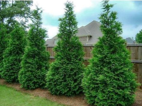 Green Giant Tree, Leyland Cypress Trees, Cypress Plant, Green Giant Arborvitae, Thuja Green Giant, Giant Arborvitae, Emerald Green Arborvitae, Arborvitae Tree, Leyland Cypress