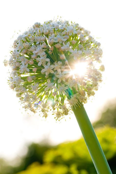 Onion flower. Blooming onion flower head lit by sun , #ad, #Blooming, #flower, #Onion, #onion, #sun #ad Onion Flowers, Onion Flower, Blooming Onion, Flower Blooming, Flower Stock, Flower Graphic, Spring Onion, Ideas Creative, Inspiration Ideas