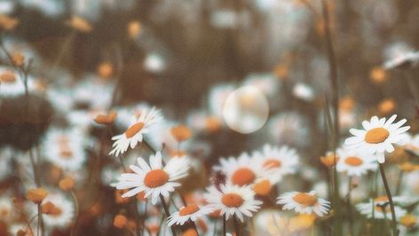 Daisy Desktop Wallpaper, Wallpaper Daisy Flower, Brown Aesthetic Desktop, Brown Aesthetic Desktop Wallpaper, Daisy Flower Background, Cute Brown Wallpaper, Wallpaper Brown Aesthetic, Wallpaper Daisy, Wallpaper Nature