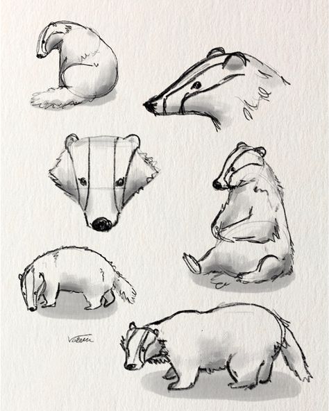 Forest animal digital drawing, badger sketch Cute Woodland Creatures Drawing, Simple Badger Drawing, Cute Honey Badger Drawing, Animal Study Drawing, Badgers Drawing, How To Draw A Badger, Badger Drawing Easy, Animal Study Sketch, Forest Animal Drawings