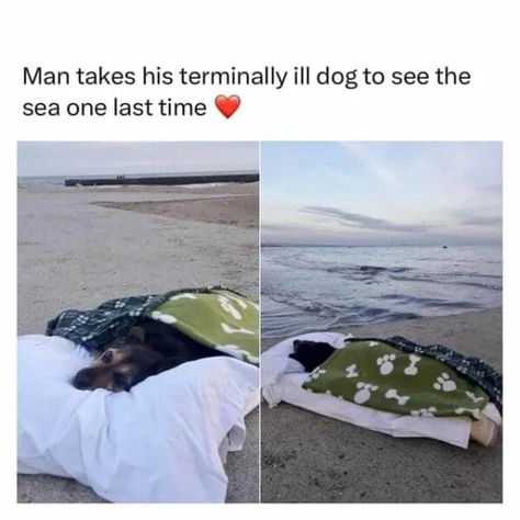 Sleep Meme Funny, Heartwarming Photos, Sleep Funny, Dog Stories, Fluffy Animals, Cute Animal Photos, Wholesome Memes, Faith In Humanity, Cute Little Animals