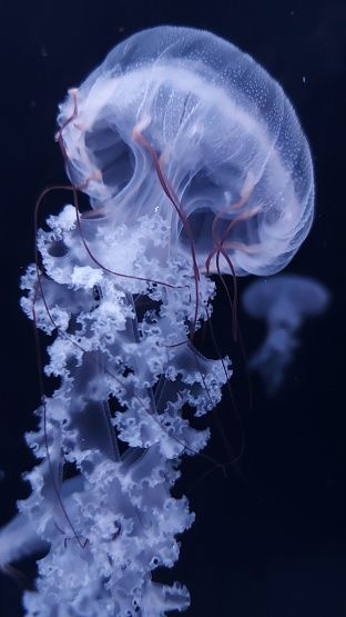 Real Jellyfish Wallpaper, White Jellyfish Aesthetic, Spotted Lagoon Jellyfish, Real Jellyfish Photography, Different Types Of Jellyfish, Jellyfish Reference Photo, Bioluminescence Jellyfish, Manowar Jellyfish, Jellyfish Person