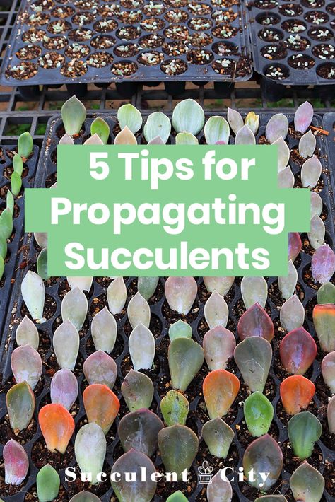 Propagate Succulents From Leaves, Funny Vine, Succulent Garden Design, Succulent Landscaping, Succulent Garden Diy, Plants Growing, Propagating Succulents, Growing Succulents, Succulent Gardening