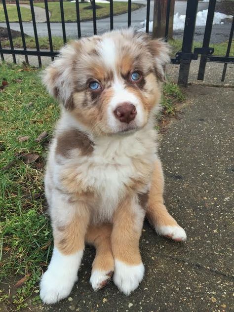 Aaaw Cutee Animals, Aussie Puppies, Super Cute Puppies, Dream Dog, Very Cute Dogs, Baby Animals Pictures, Cute Dog Pictures, Really Cute Dogs