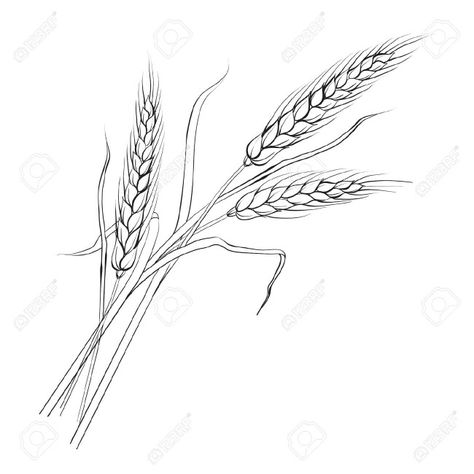 3 Heads of wheat, two grandpas, one dad Wheat Drawing, Wheat Tattoo, Wheat Vector, Motif Vector, Liturgical Calendar, Midlife Crisis, Upper Arm Tattoos, Image Nature, Wood Burning Patterns