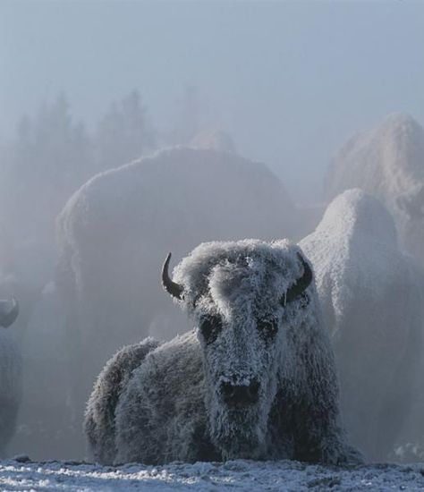 Winter in Montana Best Travel Insurance, Musk Ox, Photo Animaliere, American Bison, Big Sky Country, Wild Creatures, White Buffalo, Wildlife Photography, Beautiful Creatures