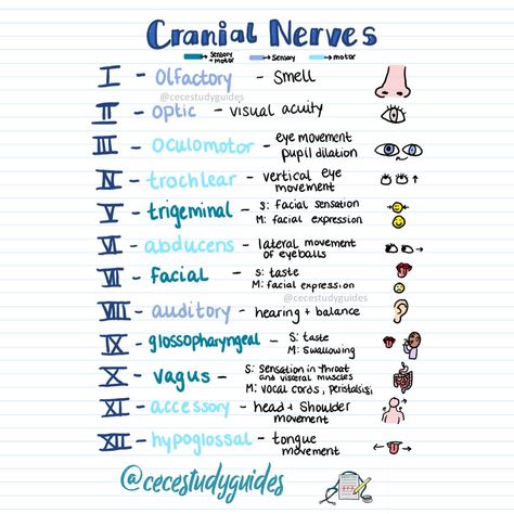 Cranial Nerve Drawing Nursing Notes Cranial Nerves Mnemonic Cheat Sheets, Nurse Practitioner Student Study Guides, Nursing Notes Organization, Nursing School Organization, Cranial Nerves Mnemonic, Nurse Educator, Medical Assistant Student, Nurse Study, Nursing School Essential