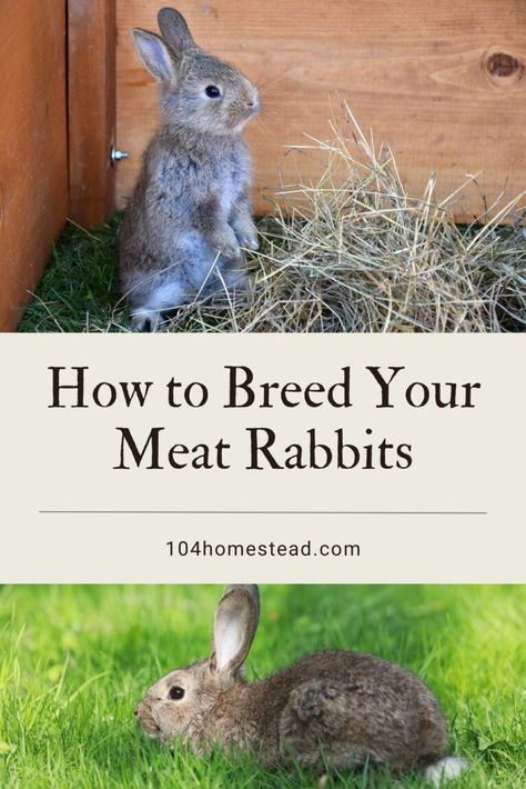 Rabbits For Meat, Best Meat Rabbit Breeds, How To Raise Meat Rabbits, Rabbit Breeding, Raising Meat Rabbits, Meat Rabbits Housing, California Rabbit, Meat Rabbits Breeds, Rabbit Meat