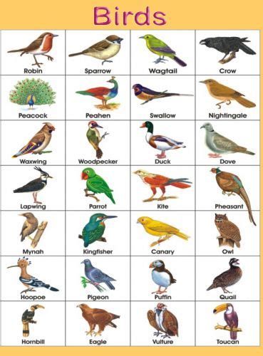 Color Name List, List Of Colors - English Grammar Here Bird Chart For Preschool, Birds Chart For Preschool, Birds Chart, Birds Name List, Bird Pic, Birds Name, Wild Animals List, Birds Pics, Bird Names