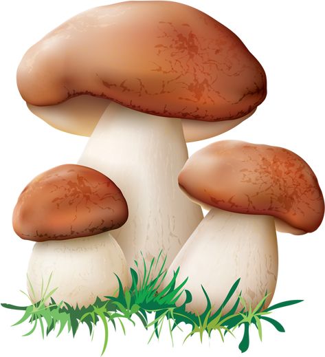 Mushroom Clipart, Mushroom Images, Cartoon Mushroom, Ikea Kitchen Design, Mushroom Crafts, Wall Drawing, Mushroom House, Baby Fairy, Mushroom Fungi