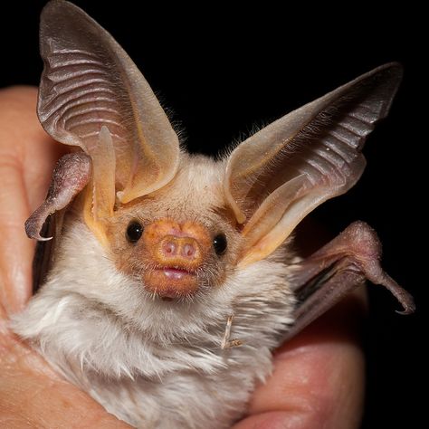 While some are terrified of bats due to their demonization in folklore, these species of the US are not only cute, but incredibly beneficial in many ways! http://sunnyscope.com/bat-species-of-the-us/ Bat Poses, Pallid Bat, Bat Species, Baby Bats, Cute Bat, Creatures Of The Night, Creature Design, Beautiful Creatures, Animal Kingdom