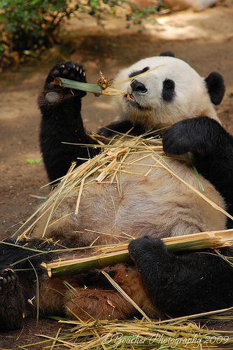 Giant Panda Eating Bamboo Just like in the Beijing Zoo Panda Bear Aesthetic, Aesthetic Panda, Bear Videos, Panda Eating Bamboo, Bear Facts, Brown Panda, Fat Panda, Family Faces, Bear Habitat