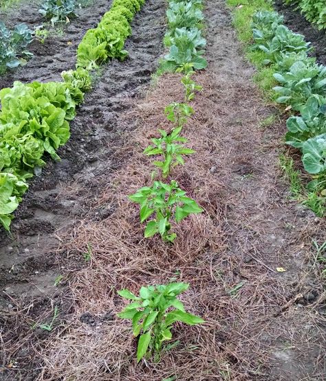 How to use brown paper bags from the grocery story as a frugal weed barrier in the garden. Via Walking in High Cotton Garden In Ground, Brown Paper Bags, Paper Grocery Bags, Plant A Garden, Weed Barrier, Pole Beans, Brown Paper Bag, Grocery Bags, Vegetable Garden Design