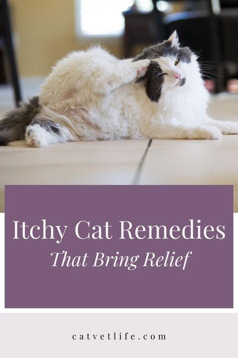 Does your feline friend have itchy cat skin? Learn about common causes of itchy skin like cat allergies or the fact that a kitten has fleas. You'll understand itchy cat remedies for relief that will soothe your cat's discomfort and promote feline health. Learn more by reading the post, written by a board-certified feline veterinarian. Natural Remedies For Cat Allergies, Cat Care Tips Health, Cat Allergy Remedies, Cat Skin Problems, Home Remedies For Fleas, Cat Remedies, Cat Health Remedies, Home Remedies For Allergies, Cat Medicine