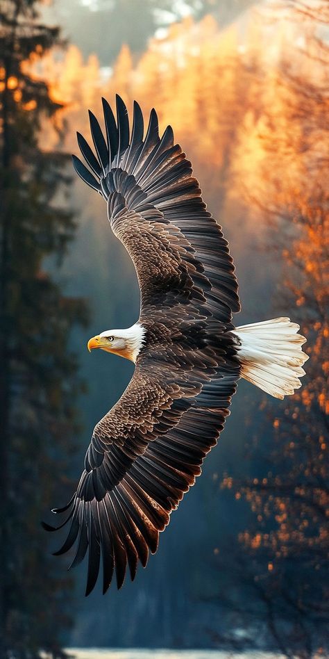 Football Wallpapers 4k, Eagles Wallpaper, Stop Negative Thoughts, Following God, Birds Photography Nature, Buddhist Art Drawing, Wild Animal Wallpaper, Wild Animals Photography, Eagle Images