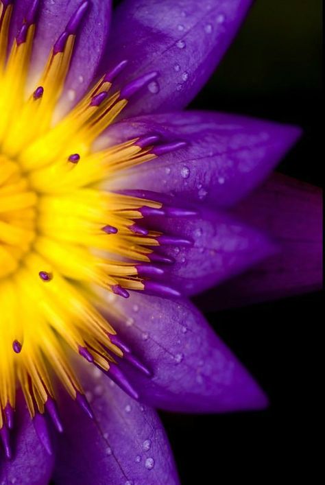 Purple And Yellow, Water Droplets, Purple Flower, Yellow, Purple, Water, Flowers