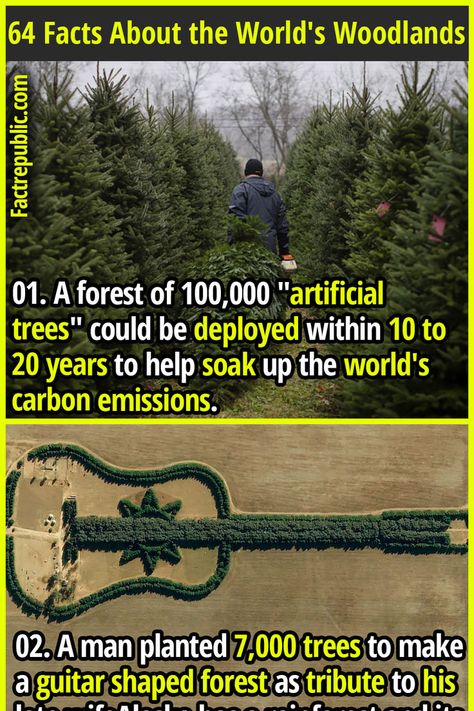 01. A forest of 100,000 "artificial trees" could be deployed within 10 to 20 years to help soak up the world's carbon emissions. Types Of Trees, Fact Republic, Artificial Trees, Fascinating Facts, Random Facts, Nature Birds, Nature Crafts, General Knowledge, Interesting Facts