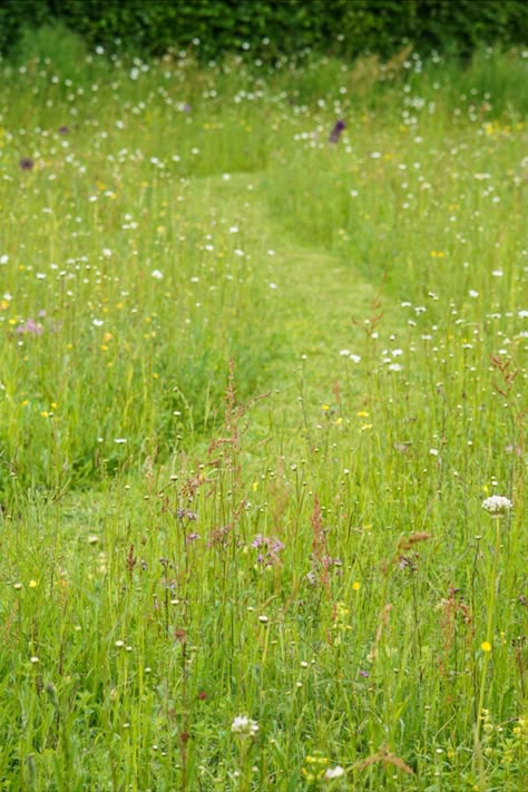 Mowing a path through a paddock of wildflowers Mown Path Through Meadow, Wildflower Meadow Backyard, Wild Flower Meadow Garden, Wild Meadow Garden, Backyard Meadow Garden, Wildflower Walkway, Wildflower Planting, Meadow Lawn, Wild Flower Gardens