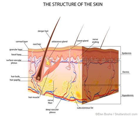 The subcutaneous tissue, also known as the hypodermis or superficial fascia, is the layer of tissue that underlies the skin. The terms originate from subcutaneous in Latin and hypoderm in Greek, both of which mean “beneath the skin,” as it is the deepest layer that rests just above the deep fascia. Skin Anatomy, Nerve Fiber, Subcutaneous Tissue, Mammary Gland, Sweat Gland, Skin Structure, Adipose Tissue, Skin Tissue, Medical Terms