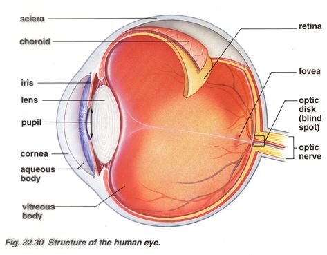 eyeball diagram | Structures of the human eye. Cool, eh? Eyeball Diagram, Diagram Of The Eye, Eyeball Anatomy, Human Eye Diagram, Eye Diagram, Eye Structure, Eye Anatomy, Science Classroom Decorations, Genetic Algorithm