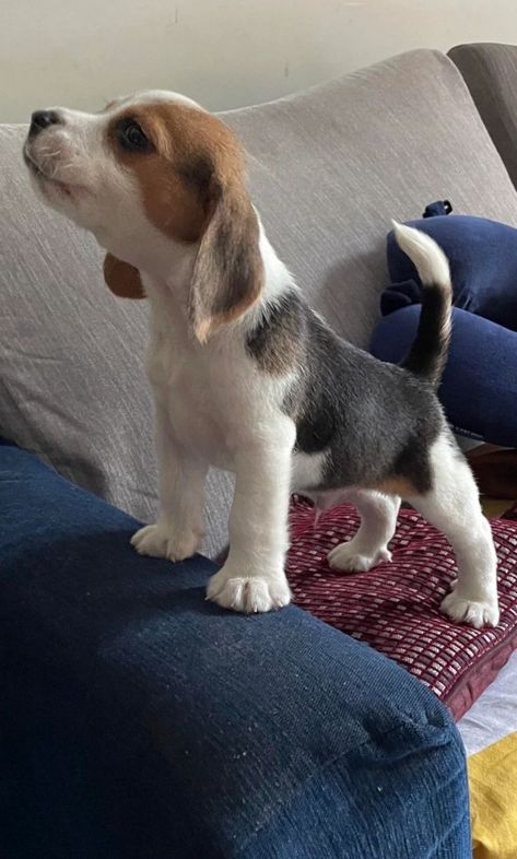 Beagle Basset Hound Mix Puppy, Beagle Puppy Wallpaper, Begal Puppies, Begal Dogs, Beagle Aesthetics, Cute Beagle Puppies, Beagles Puppy, Mini Beagle, Beagle Colors